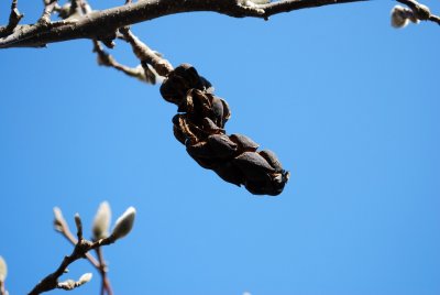 Magnolia x soulangeana - šácholan soulangeanův - plod